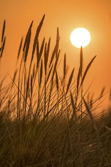 Sunset in the dunes in the Ellenbogen nature reserve, Sylt, Schleswig-Holstein, Germany