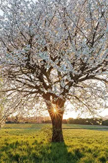 Cherry Tree Prints: Sunset in the field with a solitary cherry tree in a spring time