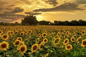 Farming Prints: Sunset over Field of Sunflowers, Assisi, Umbria, Italy