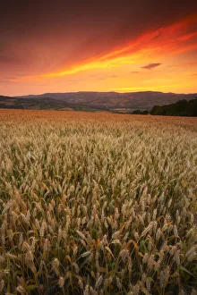 Wheatfield Prints: Sunset over Field of Wheat, near Todi, Umbria, Italy
