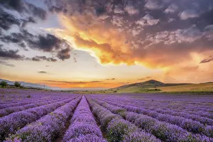 Perspective Prints: Sunset over fields of lavender, near Bratsigovo, Bulgaria, June 2024
