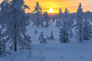 Sunset on frozen forest covered with snow, Luosto, Sodankyla municipality, Lapland