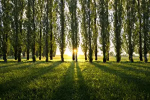 Emilia Romagna Prints: Sunset in the garden of Villa Sorra, an ancient house in Gaggio in Piano, Modena Province