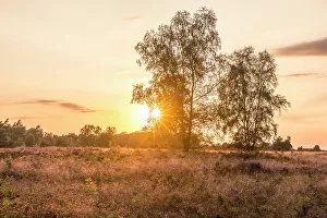 Heath Prints: Sunset in the heath between Undeloh and Wesel, Luneburg Heath, Lower Saxony, Germany