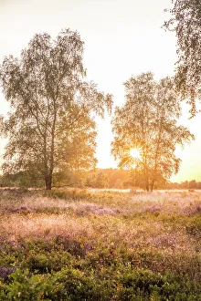 Lower Saxony Prints: Sunset in the heath between Undeloh and Wesel, Luneburg Heath, Lower Saxony, Germany