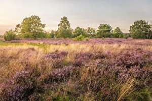 Heath Prints: Sunset in the heath between Undeloh and Wesel, Luneburg Heath, Lower Saxony, Germany