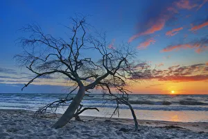 Sunset impression at sea with dead wood - Germany, Mecklenburg-Vorpommern