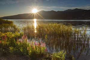Images Dated 12th December 2017: Sunset on Lake Pusiano from Bosisio Parini, Lythrum Salicaria in the foreground. Como