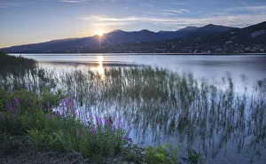 Barzaghino Prints: Sunset on Lake Pusiano from Bosisio Parini, Lythrum Salicaria in the foreground. Como