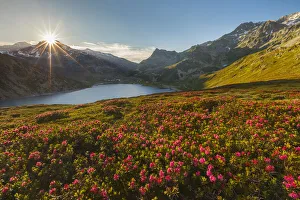 Valchiavenna Prints: Sunset on Montespluga lake with blooming Rhododendron, Madesimo, Sondrio province
