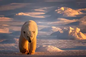 Churchill Prints: At sunset, a polar bear walks along the snow in hopes of seeing ice on the shores of Churchill