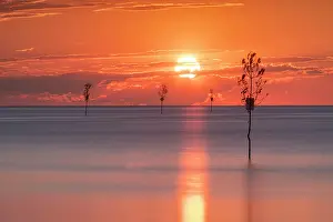 Habour Prints: Sunset over Rock Harbor with clam trees, Cape Cod, Orleans, Massachusetts, USA