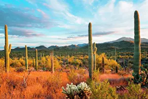 Plants Prints: Sunset at Saguaro National Park, Tucson, Arizona, USA