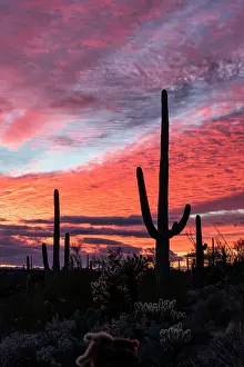 Plants Prints: Sunset at Saguaro National Park, Tucson, Arizona, USA