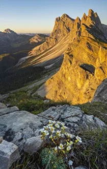 Seceda Prints: at sunset at Seceda, Gruppo delle Odle, Dolomiti di Gardena, Bolzano, Trentino Alto Adige