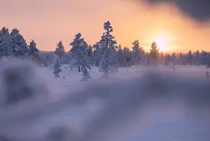 Tree Branch Prints: Sunset on snowy woods, Luosto, Sodankyla municipality, Lapland, Finland