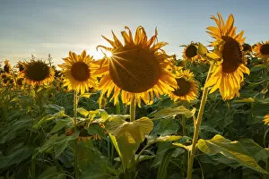 Lombardy Gallery: Sunset on Sunflowers field (Helianthus Annuus), Lurago Marinone, Como province, Lombardy