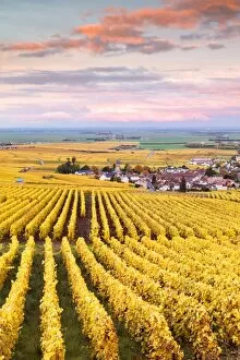 Matteo Colombo Collection: Sunset over the vineyards of Oger, Champagne Ardenne, France