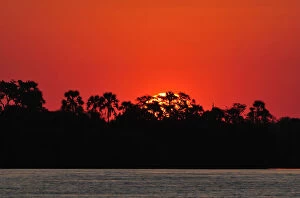 Zambezi River Gallery: Sunset over water with palm trees, , Zambezi River, near Victoria Falls, Zimbabwe, Africa