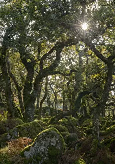 Sunshine radiates through Black a Tor copse, an ancient Oak woodland on DartmooraA┬ÇA┬Ös