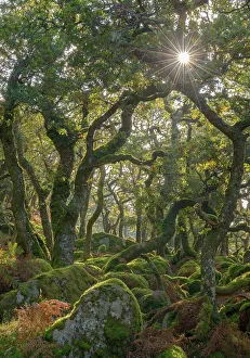 Images Dated 20th July 2017: Sunshine radiates through Black a Tor copse, an ancient Oak woodland on Dartmoor's high moorland