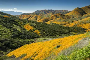 Floral Descriptions Prints: Super Bloom of California Poppies, near Lake Elsinore, California, USA