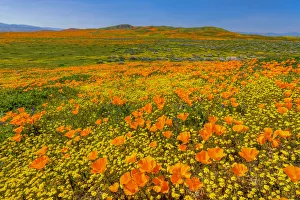 Floral Descriptions Prints: Super Bloom of California Poppies, Antelope Valley, California, USA