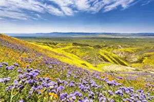 Hillside Prints: Super Bloom of Wildflwowers, Carrizo Plain National Monument, California, USA