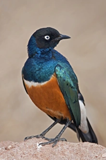 African Bird Gallery: A Superb Starling in Tsavo East National Park