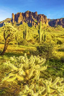 Saguaro Prints: Superstition Mountains, Phoenix, Arizona, USA