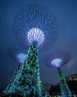 Supertree Grove, Gardens by the Bay, Singapore, Asia