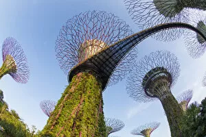 Images Dated 23rd August 2017: Supertrees at Gardens by the Bay, Singapore, Southeast Asia
