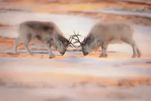 Polar Region Prints: Svalbard reindeer (Rangifer tarandus platyrhynchus) in Spitsbergen