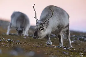 Horns Prints: Two Svalbard reindeers grazing at sunset in Spitsbergen island, Svalbard archipelago