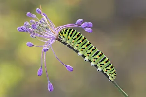Butterfly Prints: Swallowtail caterpillar on Allium pulchellum