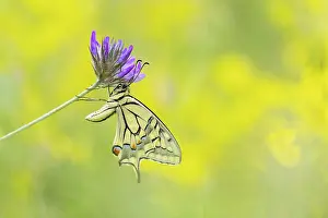 Invertebrate Prints: Swallowtail (Papilio machaon) roosting on vetch in wildflower meadow