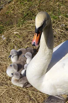 Cygnus Prints: Swan and Cygnets, England, UK, Europe