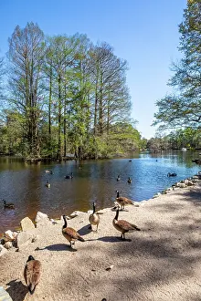 South Carolina Prints: Swan Lake, Sumter, South Carolina, USA, North America