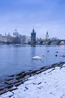 Images Dated 20th January 2021: Swan swimming in Vltava River near Charles bridge against snowy sky in winter, Prague