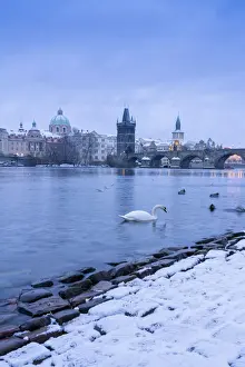 Bohemia Prints: Swan swimming in Vltava River near Charles bridge against snowy sky in winter, Prague