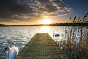 Swans & Jetty at Sunset, Norfolk Broads National Park, England