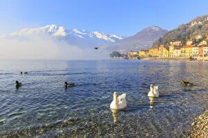 Swans and mallards swim in the lake near the village of Domaso, Como Lake, Lombardy