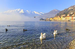 Swans and mallards swim in the lake near the village of Domaso, Como Lake, Lombardy Swans and mallards swim in the lake near the village of Domaso, Como Lake, Lombardy
