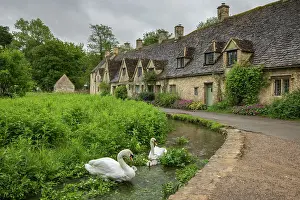 Cotswolds Prints: Swans in the stream beside Arlington Row in the picturesque Cotswolds village of Bibury