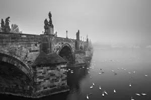 Black And White Collection: Swans swimming on Vltava River by Charles Bridge during foggy morning, Prague, Bohemia