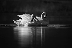 Swans Prints: Swans, Waterton Lakes National Park, Alberta, Canada