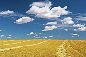 swath wheat and clouds near Bengough, Saskatchewan, Canada