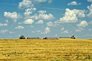 Industry Prints: swathing wheat Morin, Alberta, Canada