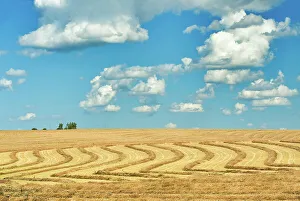 Wheat Prints: Swaths of wheat and clouds Morin, Alberta, Canada