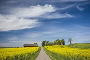 Images Dated 18th November 2019: Sweden, Southeast Sweden, Bergs Slussar, springtime landscape with country road
